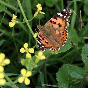 Samsun’da ‘kelebek’ istilası