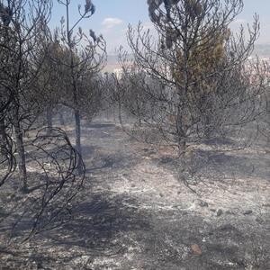 Ankarada 20 dönüm orman alanı yandı