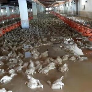 Sakaryada 26 bin tavuk selde telef oldu