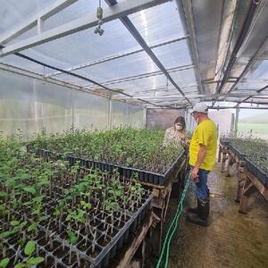Vizede aronia bitkisinin ekiliş alanları  artıyor