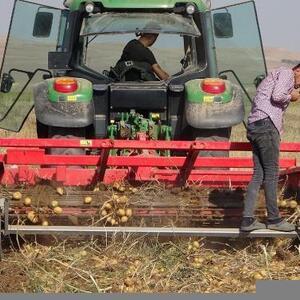 Yozgatta yerli tohumdan üretilen patatesin hasadı yapıldı