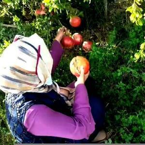 Hanide kadın girişimciler, nar hasadı yaptı