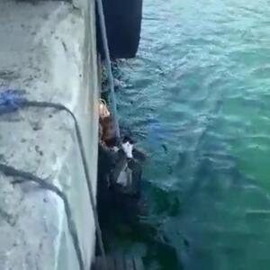 Denize düşen kedi iskelenin altından kurtarıldı