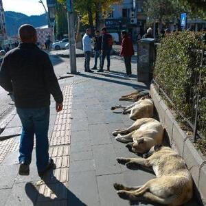 Tunceli’de son 10 yılda sokak hayvanlarına şiddet olmadı