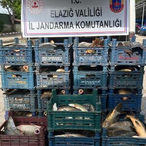 Elazığ’da kaçak balık avlayan kişiye bin 654 lira para cezası