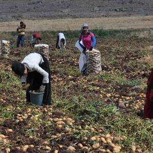 Gaziantep’te patates hasadı