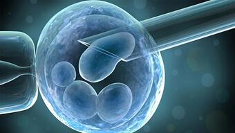 Embriyo zarının inceltilmesi nedir, hangi amaçla uygulanır?