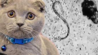 Kedilerden bulaşan parazit: Toksoplazma nedir, toksoplazma belirtileri nelerdir?