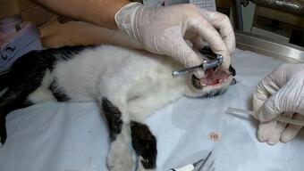 Dişi çürüyen kedi baygın bulundu | Video