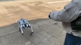 Büyük ilgi çekti: Robot köpeği yürüyüşe çıkardı 