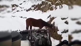 Yolunu kesen atı ikna etmeye çalıştı