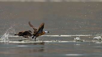 Dikkuyruk ördeği Burdur Gölü'nü terk etti
