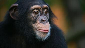Şempanzelerin açık yarayı tedavi yöntemi bilim insanlarını şaşırttı