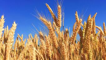 TMO buğday alım fiyatları 2022 açıklandı mı? TMO buğday fiyatları ne kadar olacak?
