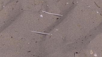 Kulak çubukları denizleri kirletiyor