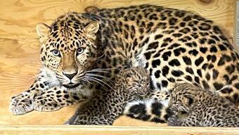 Nesli tükenmekte olan Amur leoparı doğum yaptı
