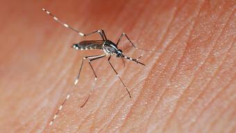 Türkiye'de Asya kaplan sivrisineği tehlikesi
