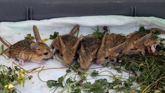 Kırmızı listedeki Arap tavşanının 5 yavrusu özel bakıma alındı