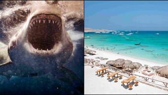 Mısır'da köpek balığı dehşeti: Kızıldeniz kıyı şeridi kapatıldı