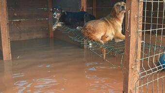Sel felaketinden kurtarılan 30 köpek, Bursa'da tedavi ediliyor