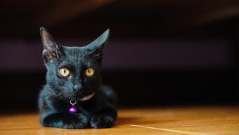 Rüyada Kara Kedi Görmek Ne Anlama Gelir? Rüyada Kara Kedi Sevmek Nasıl Yorumlanır?
