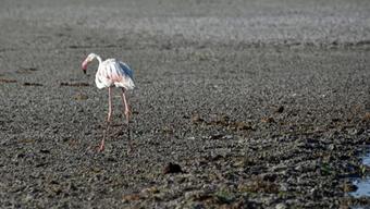Flamingoların kritik 15 günü için bakanlık çalışma başlattı