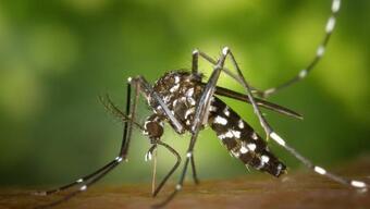 Aedes sivrisineği İstanbul çevresinde görüldü! Zika virüsü tehlikesi...