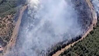 Son dakika... İzmir'de orman yangını 