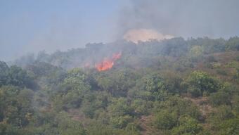 Kocaeli'de orman yangını 