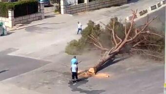 İzmir'de 'yarım asırlık ağacın kesilmesi' tartışması