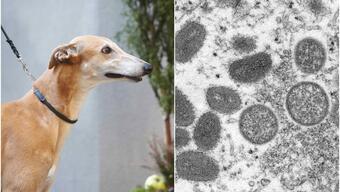 Maymun çiçeğinde yeni endişe: Virüs, ilk kez insandan köpeğe geçti