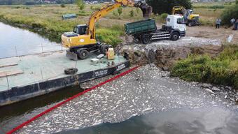 Felaketin nedeni araştırılıyor: Oder Nehri'nden 100 ton ölü balık çıkarıldı