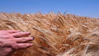 Tahıl anlaşması devam edecek mi? Rusya'dan önemli açıklama
