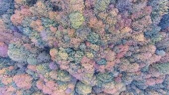 Düzce'de sonbahar renkleri dronla görüntülendi