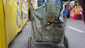 Pazar arabasındaki kedisi 'Gülüm' ile alışverişe gidiyor