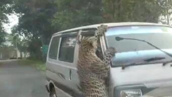 Hindistan'da leopar çevredekilere saldırdı: 13 yaralı