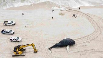 ABD'de son 2 ayda 15 balina karaya vurdu