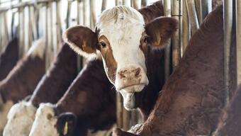 Çin'de yılda 18 ton süt veren 'süper inekler' klonlandı