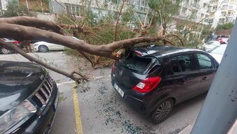 İzmir'de kuvvetli rüzgar: Park halindeki araçların üzerine ağaç devrildi