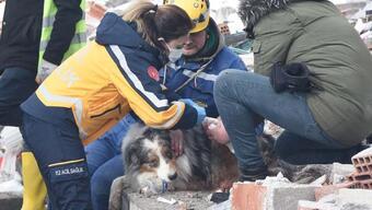 Fransız ekibin çalışmalarda yaralanan köpeği 'Leader'a sağlıkçı şefkati