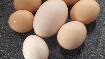 Görenleri şaşkına çeviren yumurta: Tam 117 gram!