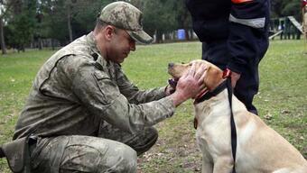 Sessiz kahramanlar! TSK’nın arama köpekleri 78 kişiyi kurtardı