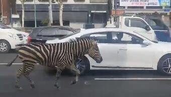 Güney Kore'de hayvanat bahçesinden kaçan zebra şehre indi