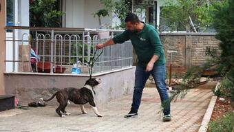 Antalya'da 'pitbull' paniği! Binada 4 saat esir kaldılar