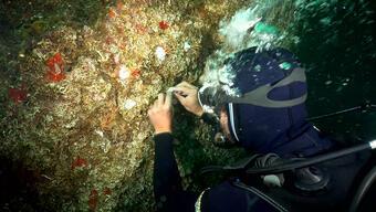 Deniz Yaşamını Koruma Derneği'nin mercan transferi projesi Yeşil Doğa'da ekrana geldi