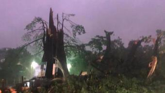 Sierra Leone'nun sembolü 400 yıllık pamuk ağacı fırtına nedeniyle devrildi