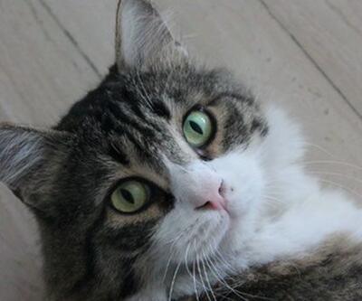 CHPnin kedisi Şerodan Özkese: Bahçeli seni aramayacak