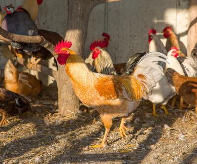 Ünlü tavuk üreticisinden İpek Hanımın çiftliğine tazminat davası