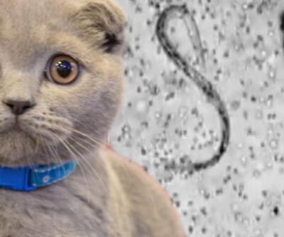 Kedilerden bulaşan parazit: Toksoplazma nedir, toksoplazma belirtileri nelerdir