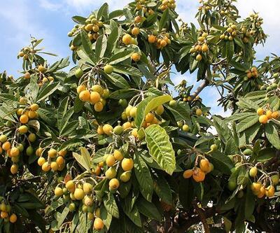 Merak edildi: Yeni Dünya Meyvesinin Faydaları Nelerdir Muşmula (Malta Eriği) Nasıl Tüketilir, Ne İşe Yarar